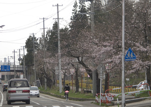 前森公園　桜　2013.5 2.jpg
